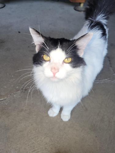 Lost Female Cat last seen Near irondale street Elyria ohio 44035, Elyria, OH 44035