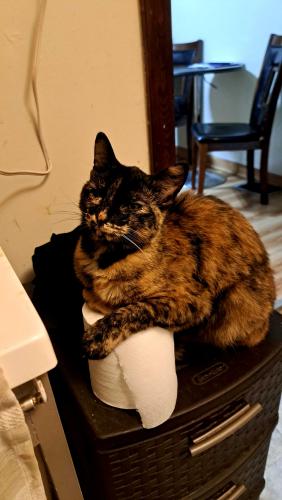 Lost Female Cat last seen Star hotel  107, North Canton, OH 44720