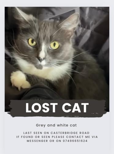 Lost Female Cat last seen Blackheath , Greater London, England SE3