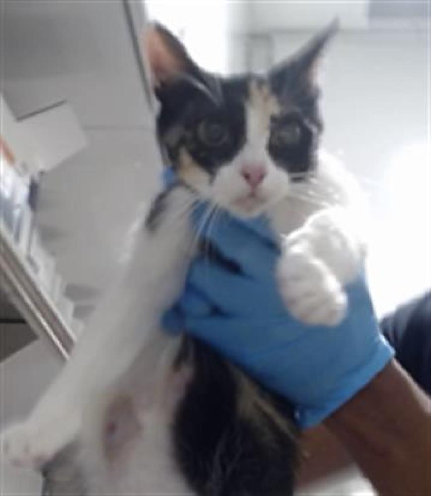 Shelter Stray Female Cat last seen 25TH/MICHIGAN, San Francisco, CA 94103