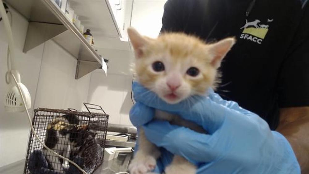 Shelter Stray Male Cat last seen 25TH/MICHIGAN, San Francisco, CA 94103