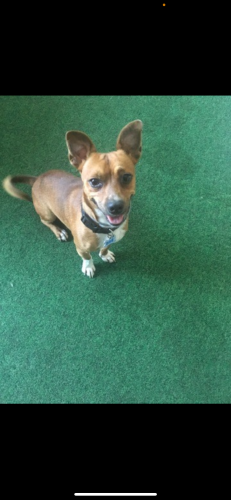 Lost Male Dog last seen Oriole ests between nw 33rd Ave and 41st , Lauderdale Lakes, FL 33309