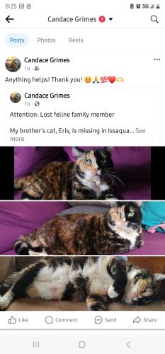 Lost Female Cat last seen Front st and gilman rd. Arco ampm, Issaquah, WA 98027