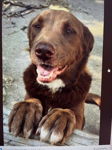 Lost Male Dog last seen Cahaba Ridge Drive, Trussville, AL 35173