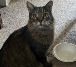 Lost Female Cat last seen S McKemy St & Guadalupe , Tempe, AZ 85283