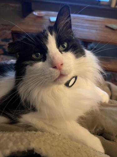 Lost Unknown Cat last seen Last seen in Lake Balboa, however air tag says last seen in Woodland Hills. , Los Angeles, CA 91405