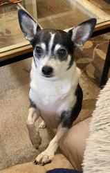 Lost Female Dog last seen Porter’s Chapel Cemetery, Caldwell, TX 77836