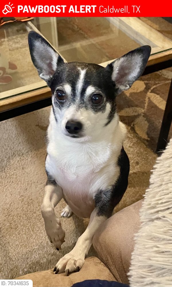 Lost Female Dog last seen Porter’s Chapel Cemetery, Caldwell, TX 77836