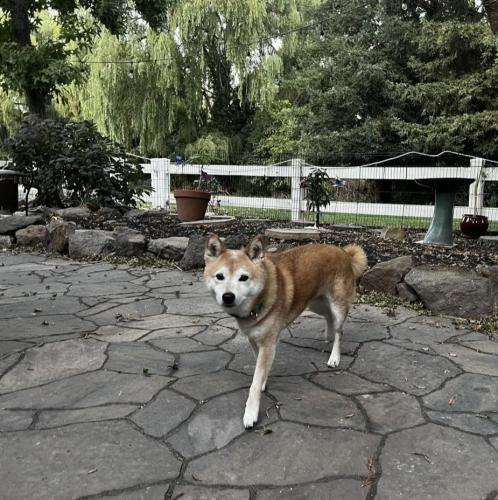 Lost Female Dog last seen San Ramon valley blvd , Danville, CA 94526