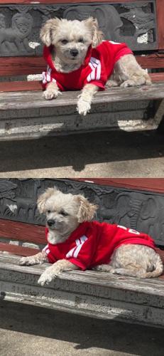 Lost Female Dog last seen 30th and Kessler , Indianapolis, IN 46222