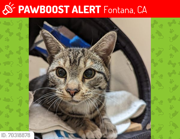 Lost Female Cat last seen ON Rancho Vista Drive (Cul-de-Sac/dead end), Fontana, CA 92335