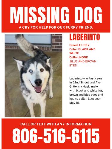 Lost Male Dog last seen El Charro Restaurant, Lubbock, TX 79414