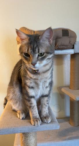 Lost Female Cat last seen S 31st street by the Advanced Auto Parts , Temple, TX 76502