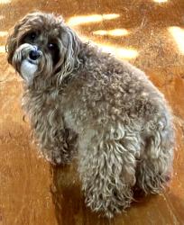 Lost Female Dog last seen 145th Ave SE and SE 26th St, Bellevue, WA 98007