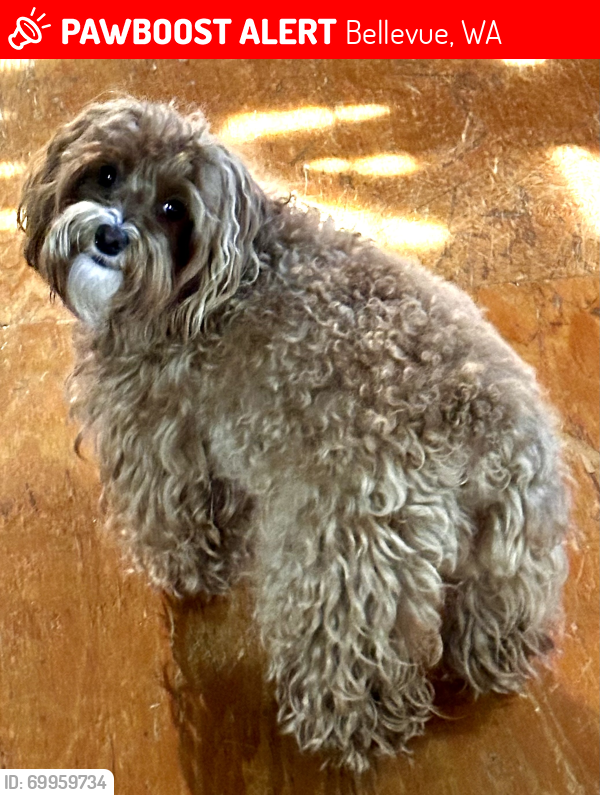 Lost Female Dog last seen 145th Ave SE and SE 26th St, Bellevue, WA 98007