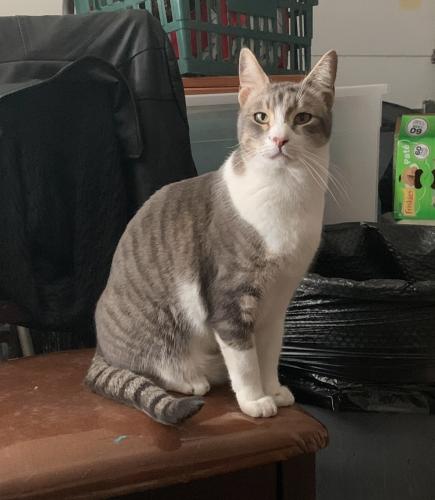 Lost Male Cat last seen Near packsaddle farm 1 and 2, Potosi, TX 79602