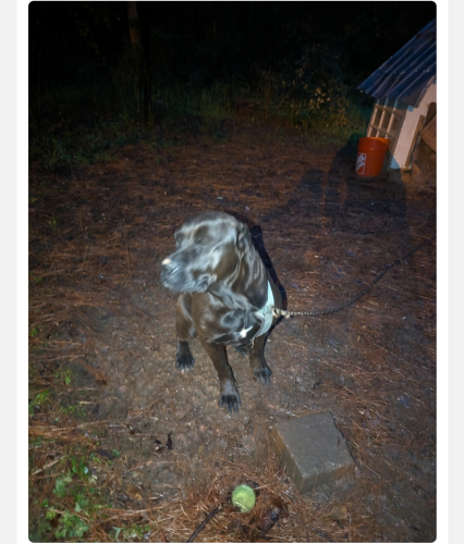 Lost Female Dog last seen Highfalls ga, Jackson, GA 30233