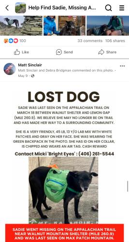 Lost Female Dog last seen Last sighting was max patch, NC and possibly GA, Hot Springs, NC 28743