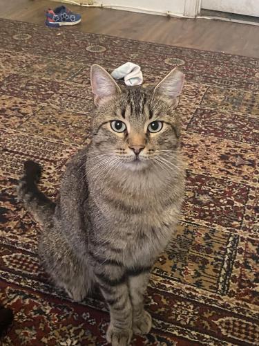 Lost Male Cat last seen Between Orville avenue and Elizabeth avenue maybe 22nd street a 7 eleven is very close , Kansas City, KS 66102