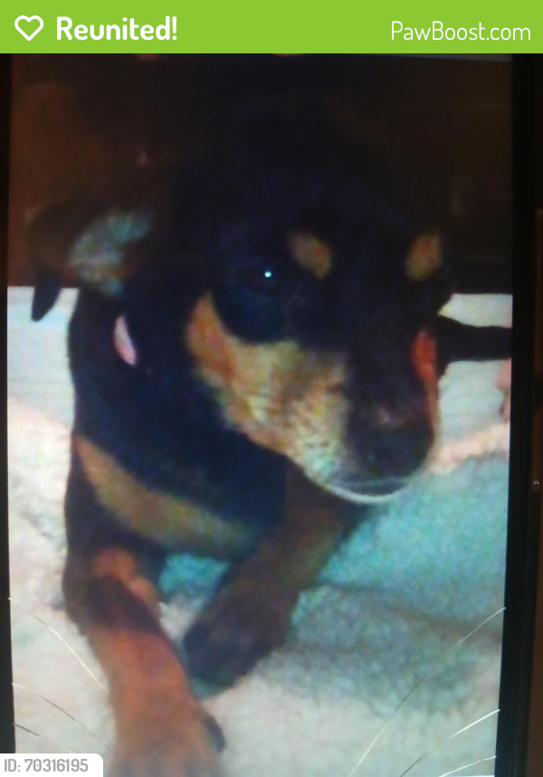 Reunited Female Dog last seen 99th Ave and Lower Buckeye, Tolleson, AZ 85353