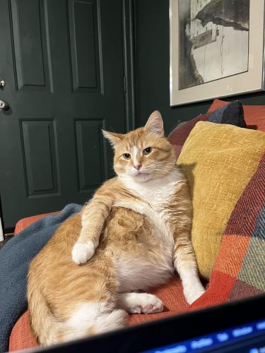 Lost Male Cat last seen Yellowood Farm, Canal Winchester, OH 43110