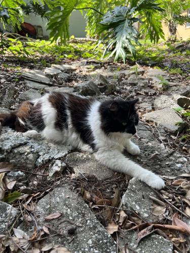 Lost Male Cat last seen Vallely Drive and Lakeview Drive, Tampa, FL 33618