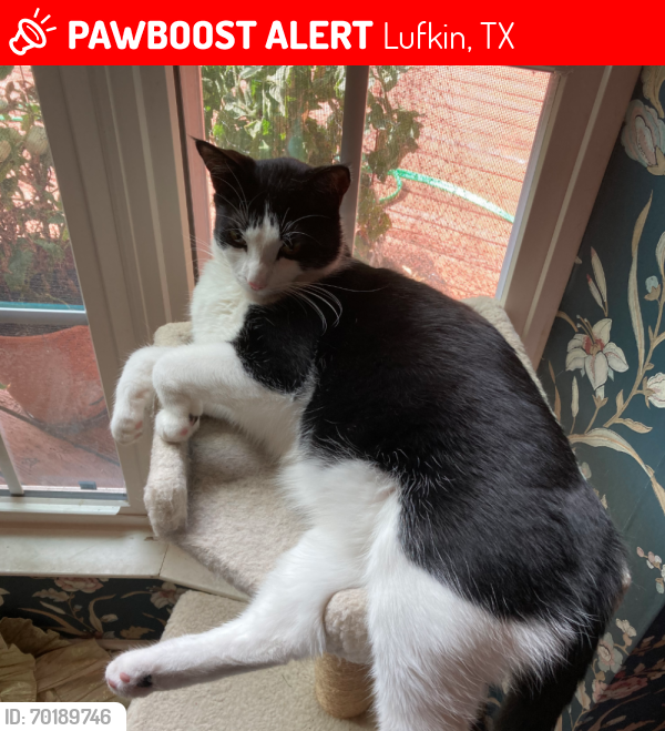 Lufkin, TX Lost Male Cat, Tuxedo 🐈‍⬛ Is Missing PawBoost