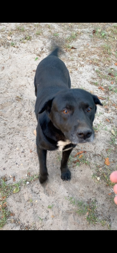 Lost Male Dog last seen CR 1114, Athens, TX 75751