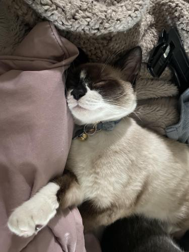 Lost Female Cat last seen Near castle ave, Cleveland, OH 44113
