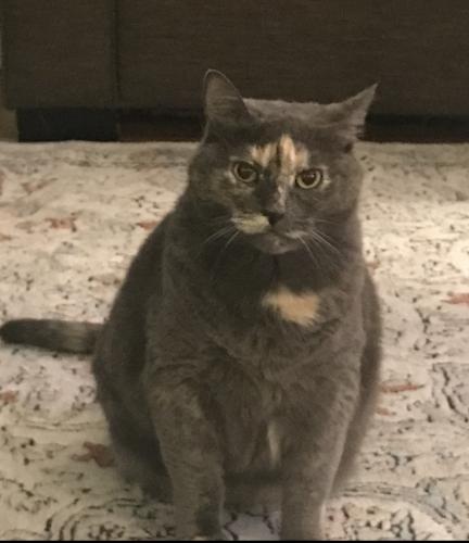 Lost Female Cat last seen Chase Rd. , Gresham, OR 97080