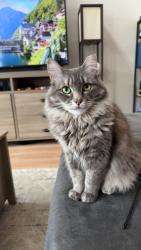 Lost Female Cat last seen The Lofts apartment complex off of N Broadway and Belmont, Malta, NY 12020
