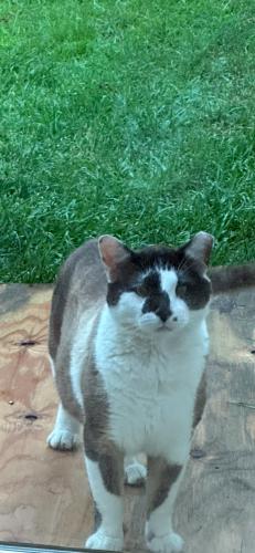 Lost Male Cat last seen Tinney Inn Road, Sanford, NC 27330