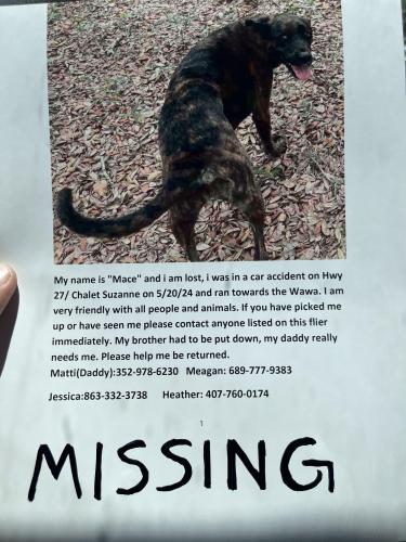 Lost Male Dog last seen hwy 27 and chalet suzanne, Lake Wales, FL 33859
