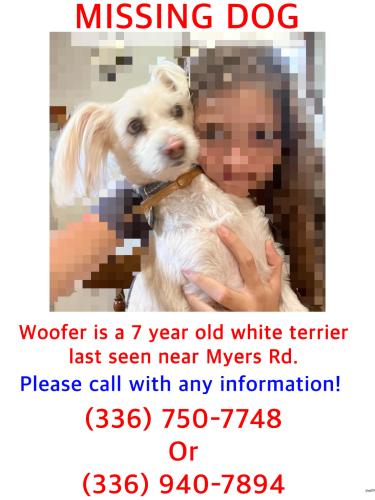 Lost Male Dog last seen Spillman rd. Mocksville, Nc 27028, Mocksville, NC 27028