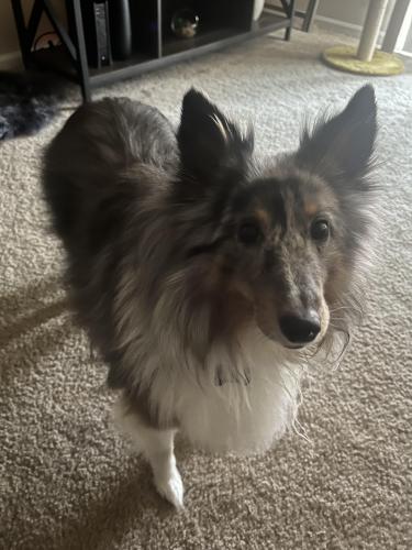 Lost Male Dog last seen Hall road, Williamsport, OH, Monroe Township, OH 43164