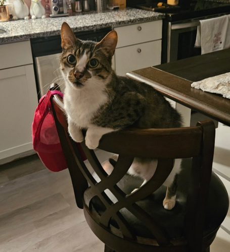 Lost Male Cat last seen N 650 and Daden Dr, Alexandria, IN 46001