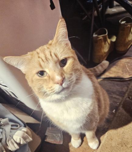 Lost Male Cat last seen Old Shelby Rd JV Parker Road, Hickory, NC 28602