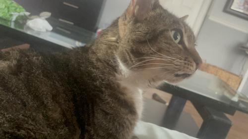 Lost Female Cat last seen Near NW 85th Ave Coral Springs, FL  33065 United States, Coral Springs, FL 33065