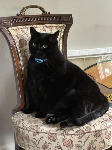 Lost Male Cat last seen Mulberry Street, Raleigh, NC 27604