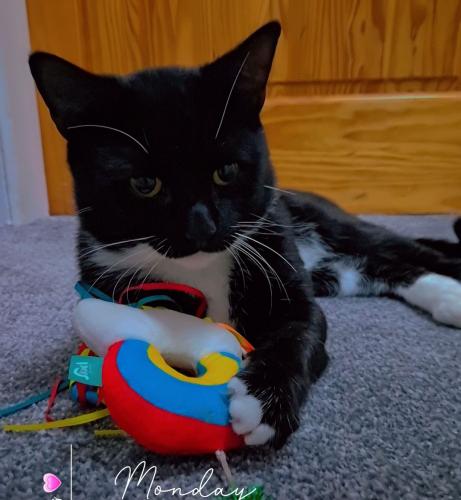 Lost Male Cat last seen Chester Rd N, The Royal Town of Sutton Coldfield, Birmingham, Sutton Coldfield B73 6SP, Birmingham, England 