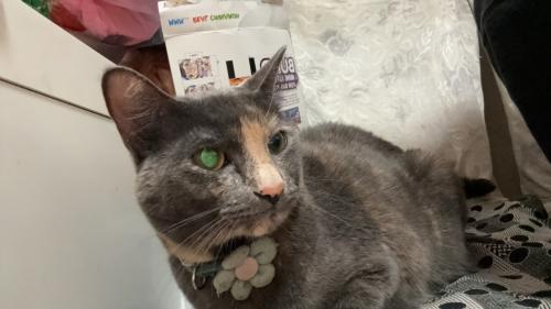 Lost Female Cat last seen Alemany & San Jose, San Francisco, CA 94112