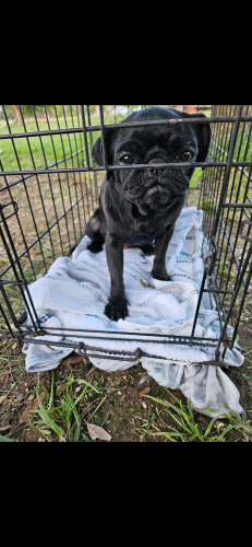 Lost Female Dog last seen Hwy 20 canton tx, Canton, TX 75103