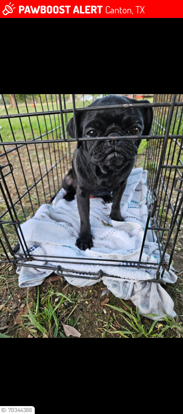 Lost Female Dog last seen Hwy 20 canton tx, Canton, TX 75103