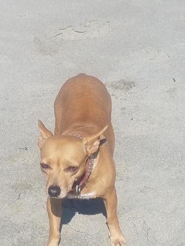 Lost Female Dog last seen Mlk and 27th st oakland, Oakland, CA 94608