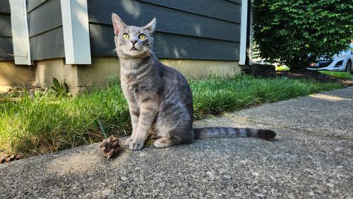 Lost Male Cat last seen SPRINGBURNE OF POLARIS complex off LAZELLE RD. , Columbus, OH 43235