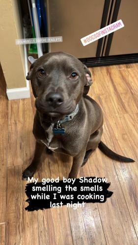 Lost Male Dog last seen Jewell and Moline, Aurora, CO 80012