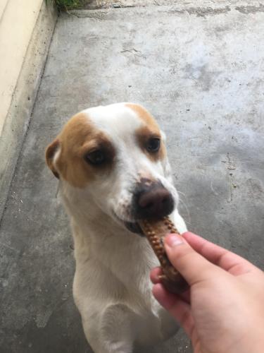 Lost Male Dog last seen Legion Alley, Salinas, CA 93906