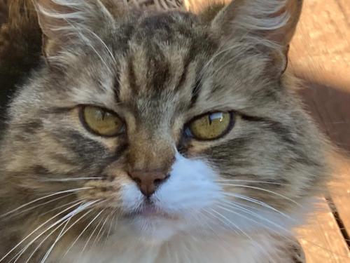 Lost Female Cat last seen Amyx Ct and Fairview Dr Hayward Ca, Hayward, CA 94542