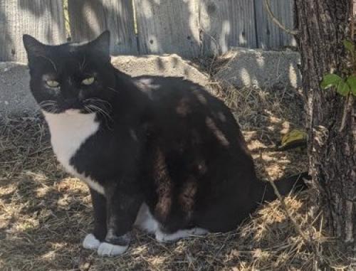 Lost Female Cat last seen Near Desatoya Drive, Carson City, Nevada, Carson City, NV 89701