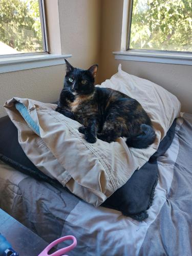 Lost Female Cat last seen Garnet Way, Auburn, CA 95602